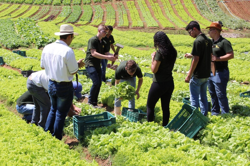 Alunos do Curso Técnico em Agropecuária fazem pesquisa com alface
