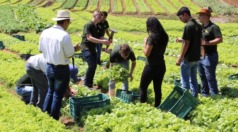 Alunos do Curso Técnico em Agropecuária fazem pesquisa com alface