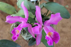 orquídea