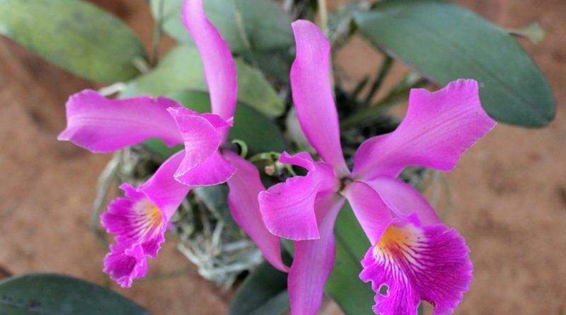 O Projeto das Orquídeas – que vem sendo realizado desde o mês passado em Marechal Floriano – terá mais uma ação neste sábado (1º). O objetivo é o plantio de mudas para embelezar a cidade.