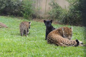 Rudá e Porã, onças zoologico Marechal Floriano