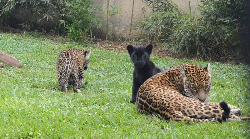 Rudá e Porã, onças zoologico Marechal Floriano