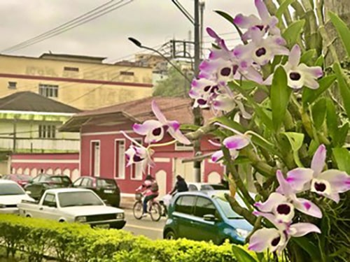 Marechal Floriano aproveita primavera para espalhar ainda mais orquídeas no  município – Prefeitura de Marechal Floriano